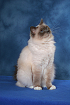 sitzende Heilige Birma / sitting Sacred Birman