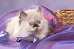 liegendes Perser Colourpoint Kätzchen / lying persian colourpoint kitten