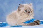 liegendes Perser Colourpoint Kätzchen / lying persian colourpoint kitten