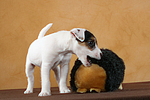 Parson Russell Terrier Welpe / PRT puppy