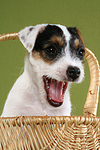 gähnender Parson Russell Terrier Welpe / yawning PRT puppy