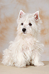 sitzender West Highland White Terrier Welpe / sitting West Highland White Terrier Puppy