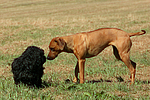 Havaneser und Rhodesian Ridgeback / Havaneser and Rhodesian Ridgeback