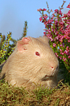 Satinmeerschwein / guninea pig
