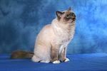 sitzende Heilige Birma / sitting Sacred Birman