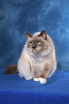 sitzende Heilige Birma / sitting Sacred Birman