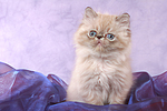 sitzendes Perser Colourpoint Kätzchen / sitting persian colourpoint kitten