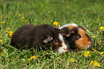 US-Teddy Meerschweine / US-Teddy guninea pigs