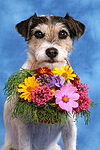 Parson Russell Terrier