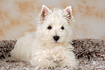 liegender West Highland White Terrier Welpe / lying West Highland White Terrier Puppy