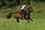 Frau reitet Deutsches Reitpony / woman rides pony