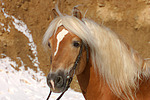 Haflinger Portrait / haflinger horse portrait