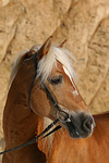 Haflinger Portrait / haflinger horse portrait