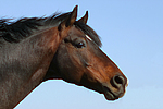 Deutscher Reitpony Hengst / pony stallion