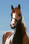 Pinto Hengst / pinto stallion