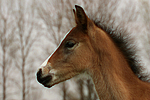 Deutsches Reitpony / pony