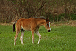 Deutsches Reitpony / pony