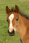 Deutsches Reitpony / pony