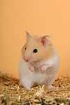 Goldhamster / golden hamster