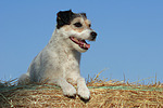 Parson Russell Terrier