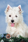 West Highland White Terrier Welpe / West Highland White Terrier Puppy