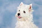 West Highland White Terrier Welpe / West Highland White Terrier Puppy