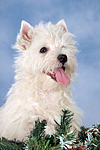 West Highland White Terrier Welpe / West Highland White Terrier Puppy