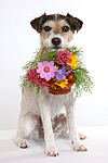 Parson Russell Terrier