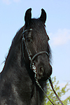 Friese / frisian horse