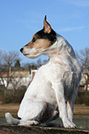 sitzender Parson Russell Terrier / sitting PRT