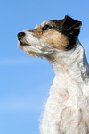 Parson Russell Terrier Portrait / PRT portrait