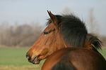 Deutsches Reitpony / pony