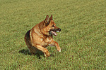 rennender Deutscher Schäferhund / running German Shepherd