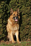 sitzender Deutscher Schäferhund / sitting German Shepherd