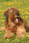 Briard / berger de brie