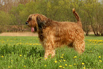 Briard / berger de brie