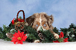 Miniature Australian Shepherd Welpe / miniature australian shepherd puppy