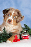 Miniature Australian Shepherd Welpe / miniature australian shepherd puppy