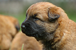 Harzer Fuchs Welpe / Harzer Fuchs puppy