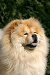 Chow Chow Portrait