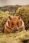 Goldhamster putzt sich / golden hamster is preening itself