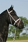 Friese Portrait / friesian horse portrait