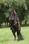 Frau reitet Friese / woman rides friesian horse