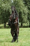 Frau reitet Friese / woman rides friesian horse