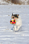 Parson Russell Terrier spielt im Schnee / prt playing in snow