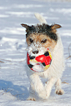 Parson Russell Terrier spielt im Schnee / prt playing in snow