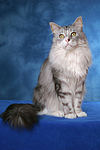 sitzende Maine Coon / sitting Maine Coon