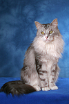 sitzende Maine Coon / sitting Maine Coon