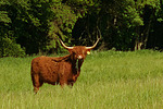 Schottisches Hochlandrind / highland cattle