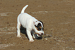 Parson Russell Terrier Welpe / parson russell terrier puppy